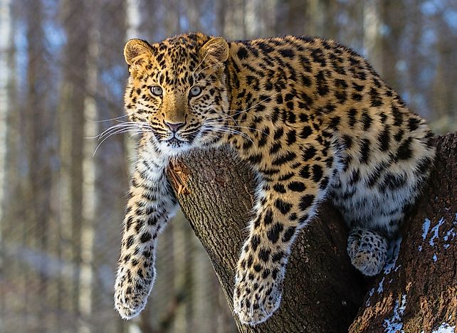 An Amur leopard. An Amur leopard.