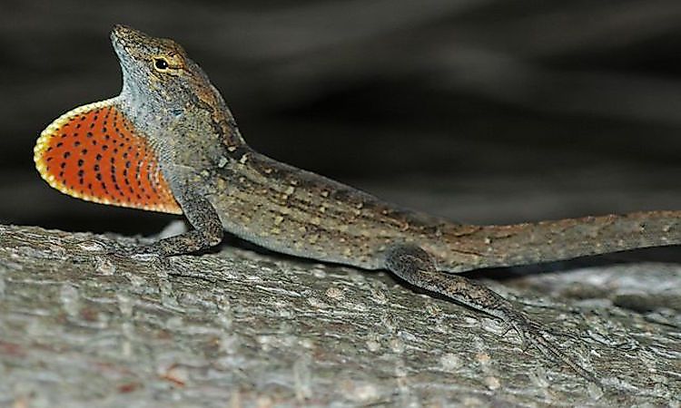 #4 Brown Anole -