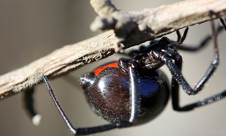#3 Venomous Scorpions And Deadly Spiders