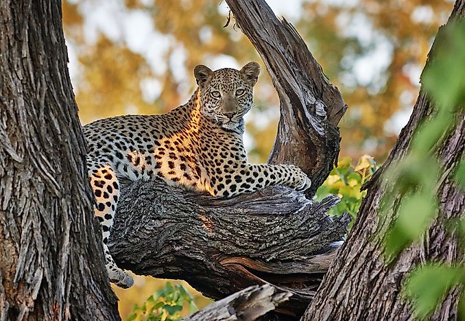 #5 African Leopard