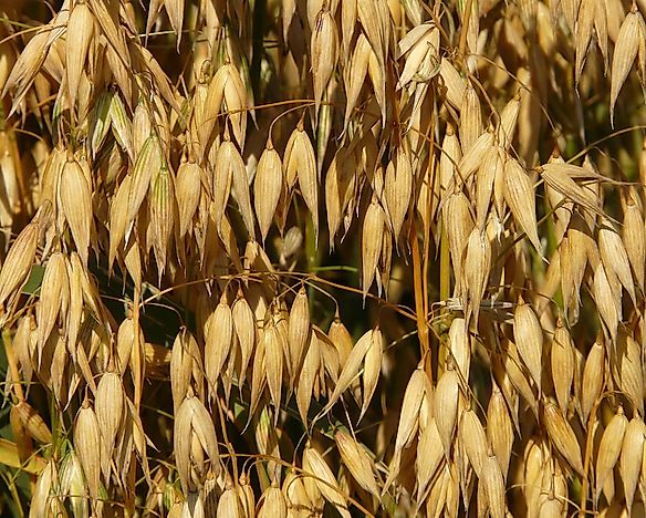 The Top Oat Producing Nations In The World