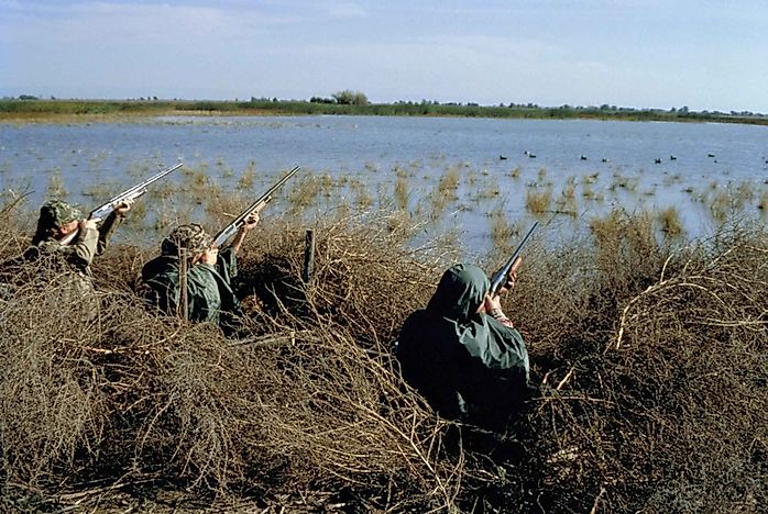 20 Countries With The Most Threatened Bird Species