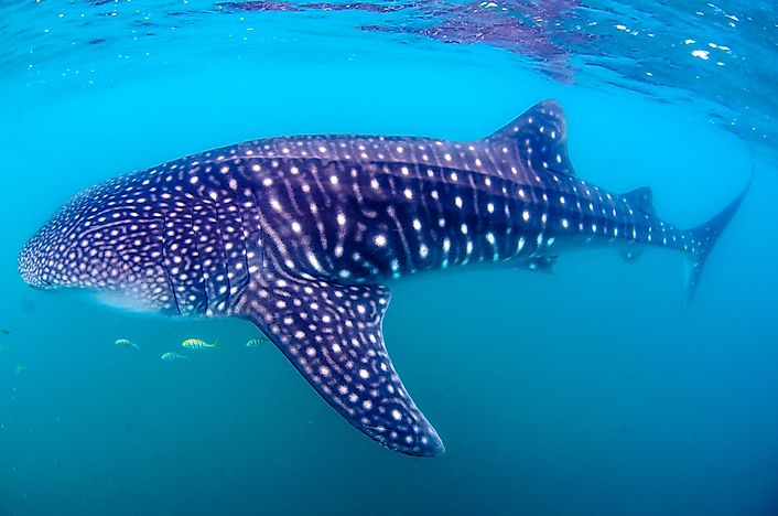 #1 Whale shark