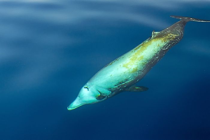 Cuvier's beaked whale is the deepest diving marine animal.
