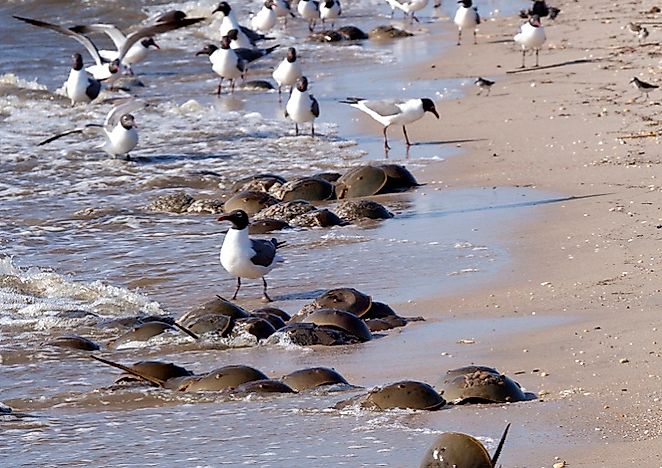 Delaware Bay, United States