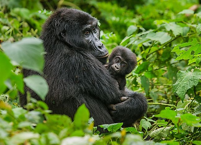 Mountain gorillas in Mgahinga National Park. Mountain gorillas in Mgahinga National Park.
