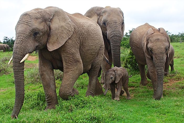 #1 Elephants