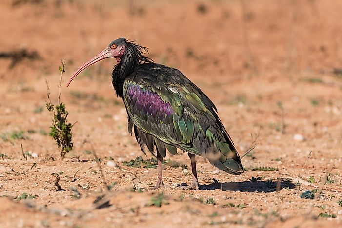 Northern bald ibis in the Souss-Massa National park.