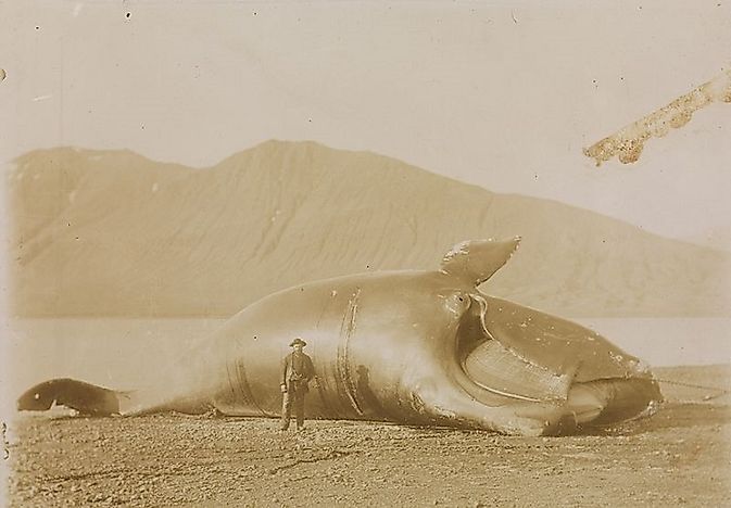 The Most Threatened Whales In Our World's Oceans