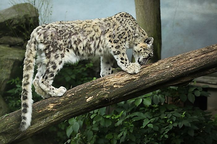 #10 Snow Leopard