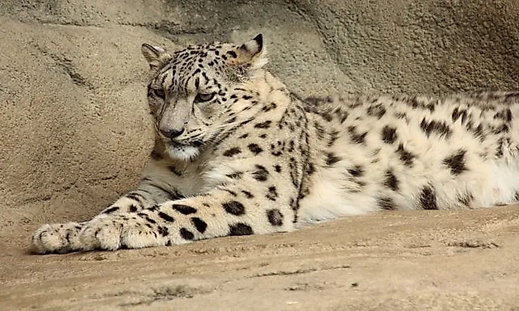#1 Snow Leopard -