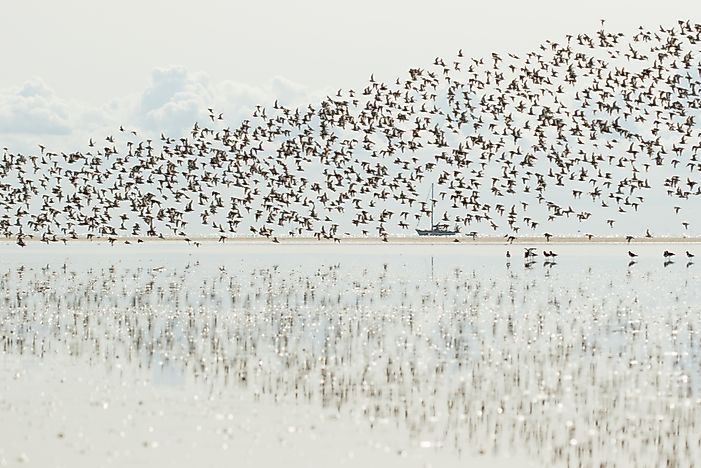 What Are The Different Types Of Migration?