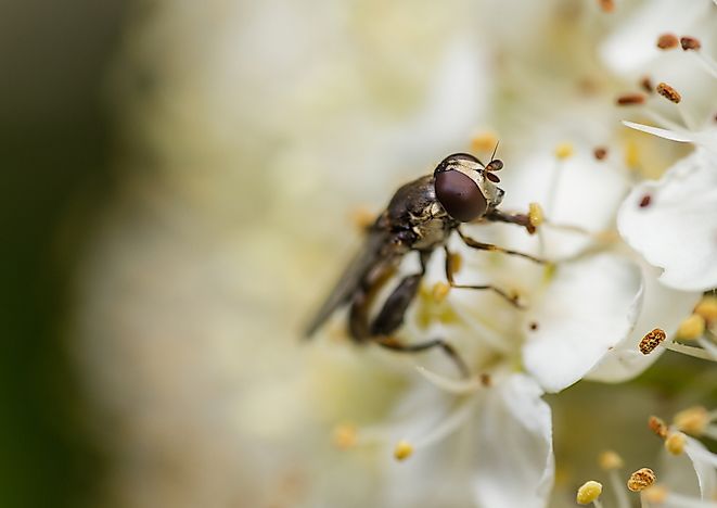 The hoverfly avoids detection by flying in a swaying motion similar to the surrounding flora.