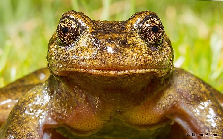 Native Amphibians Of Chile