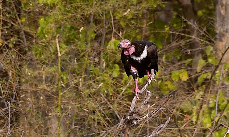 #6 Vultures -