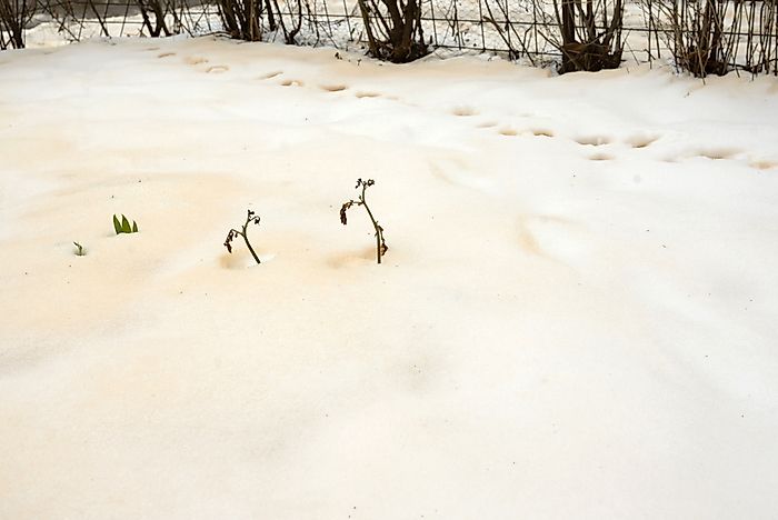 What Causes Eastern Europe's Orange Snow?