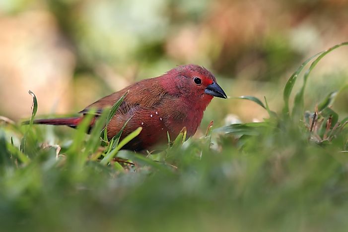 Native Bird Species Of Mali