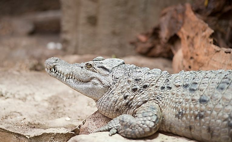 Native Reptiles Of The Philippines