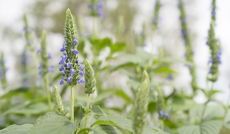 Where Do Chia Seeds Come From Worldatlascom - 