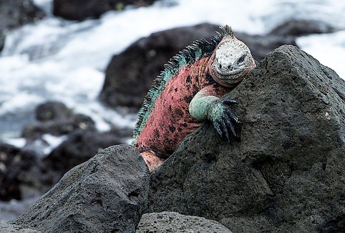 #2 Galápagos Pink Land Iguana