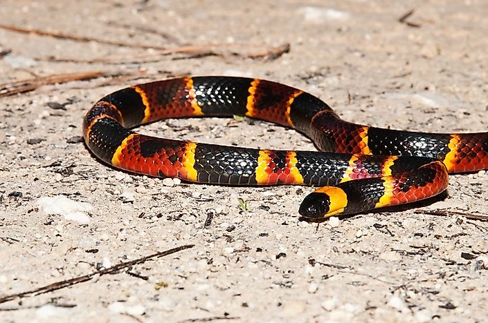 #4 Eastern Coral Snake