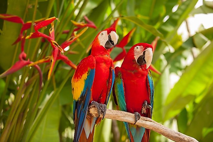 #1 Scarlet Macaw