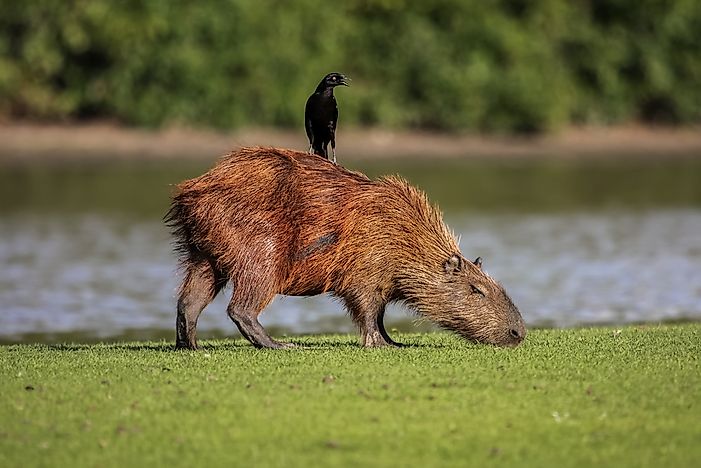 #6 Other animals love to use the capybara as a chair.
