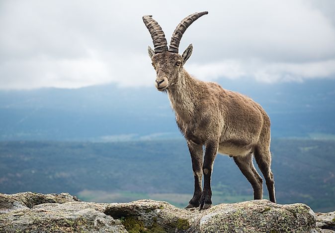 #7 Spanish Ibex