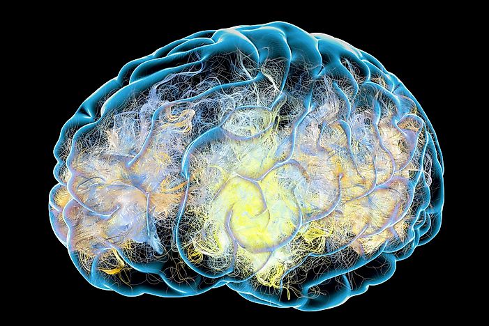 Alzheimer's Disease Facts: Diseases of the World