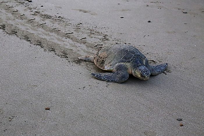 Olive Ridley Sea Turtle Facts: Animals of North America