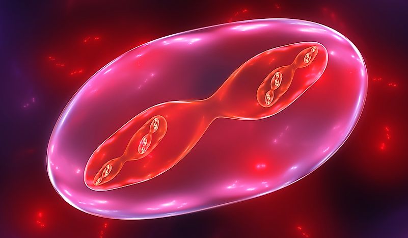 What is the Difference Between Mitosis and Meiosis?