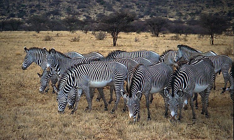 #5 There Are Only 3 Species Of Zebra -