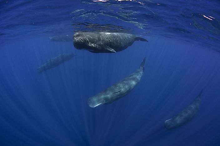 How Many Types Of Sperm Whales Live In The World Today?