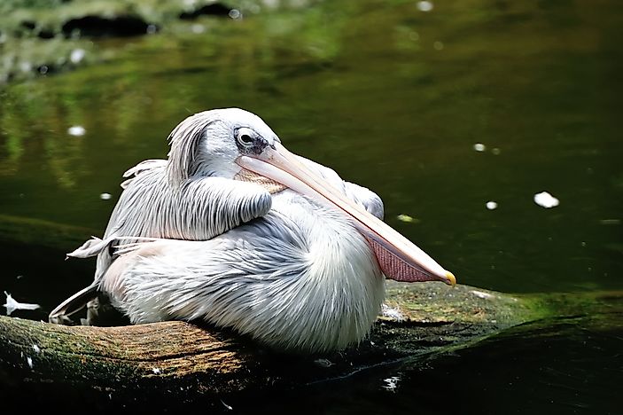 A pink-backed pelican. A pink-backed pelican.