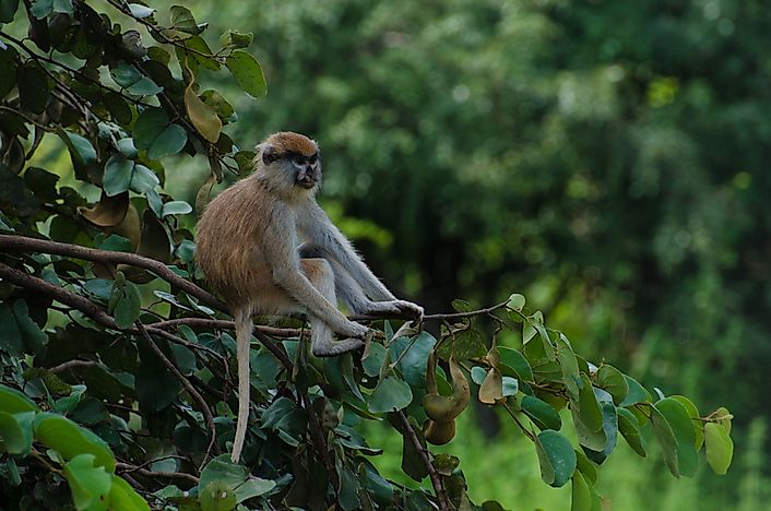 Animals That Live In Ghana WorldAtlas