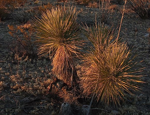 The Native Plants Of Mexico