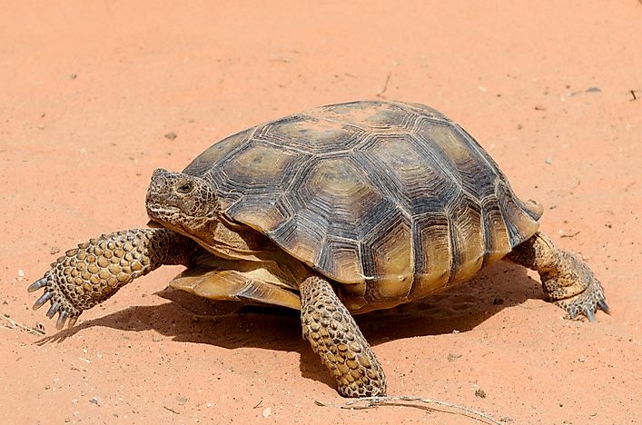 #3 Desert tortoise
