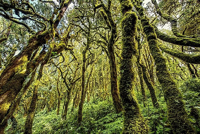 Garajonay National Park Of The Canary Islands Of Spain