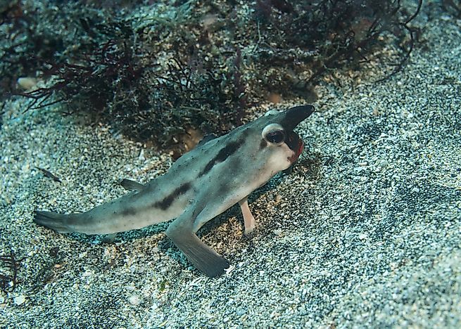 Red-Lipped Batfish Facts
