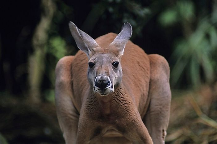 #1 Red Kangaroo