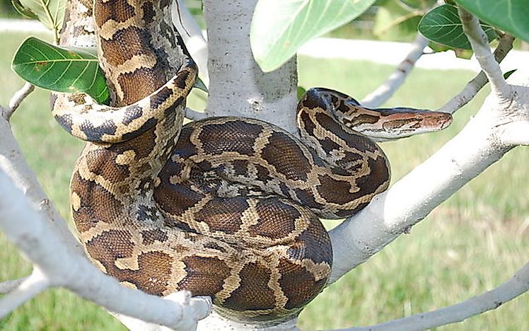 #5 Indian Python