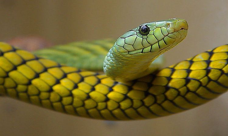 #4 Western green mamba -