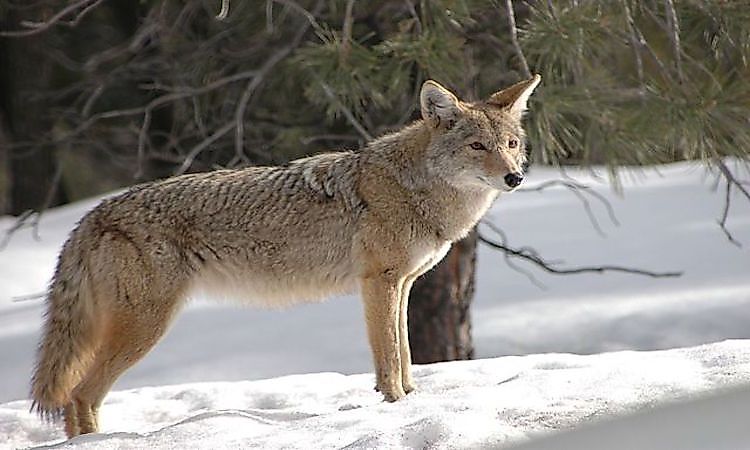 #5 Coyotes