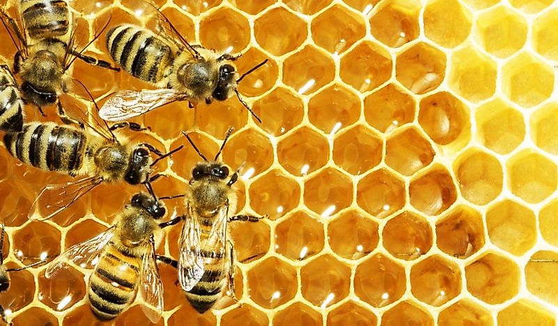 What Are Eusocial Insects?
