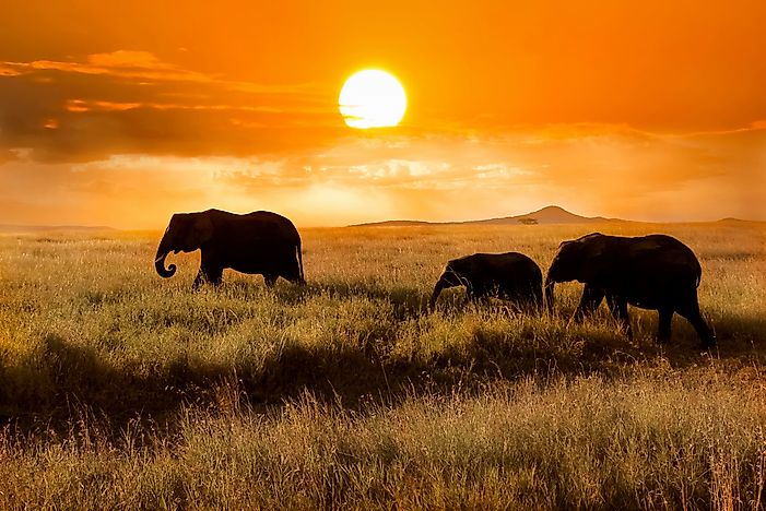 #1 Serengeti National Park
