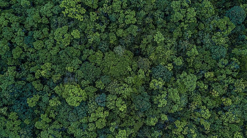 Continents Of The World By Forest Cover