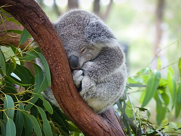 #7 Koala