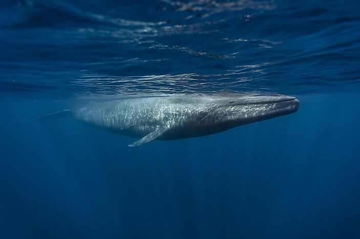 #9 Blue whale