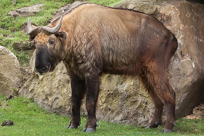 A takin, or gnu goat. A takin, or gnu goat.