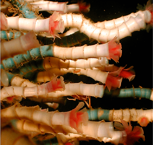 #7 Tube Worms